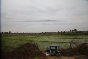 Rice in Peru