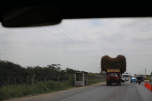 Sugar Cane Truck