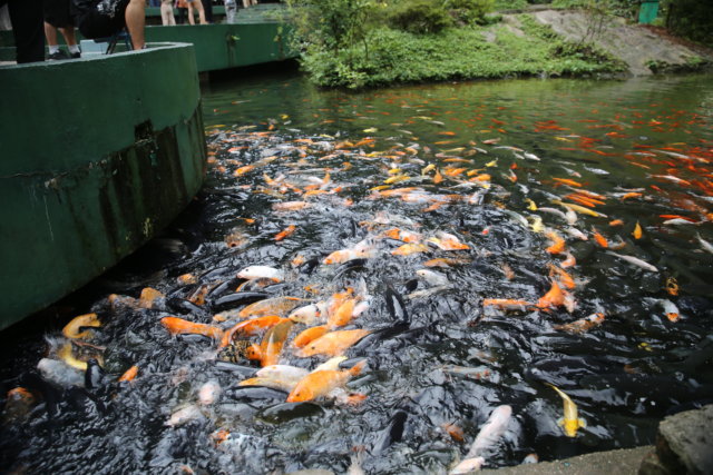 feeding fish