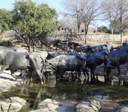 Cattle Drive