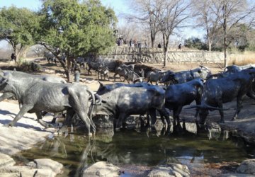 Cattle Drive