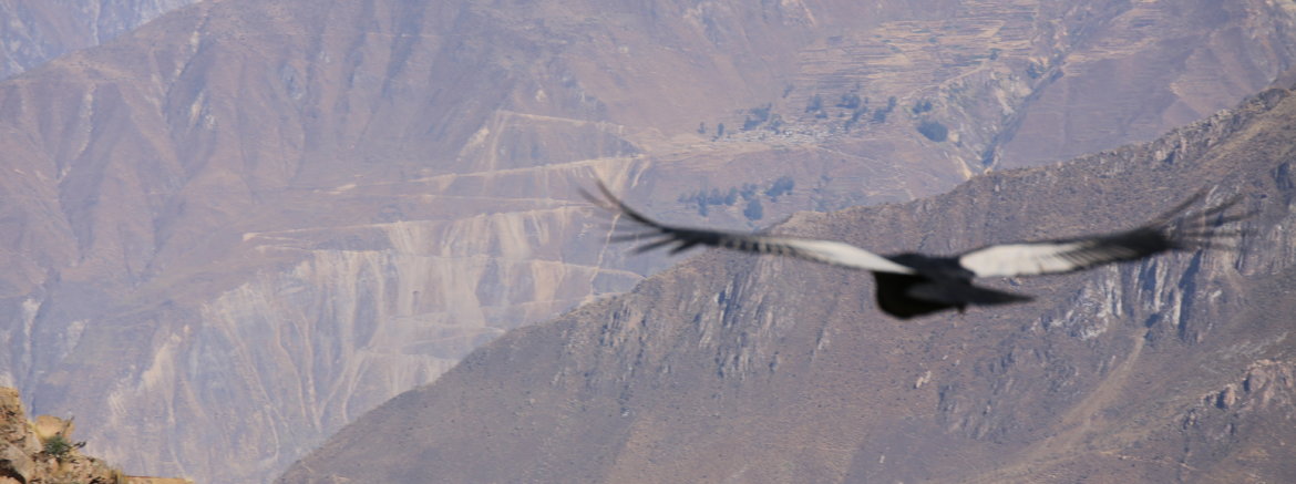 Condor