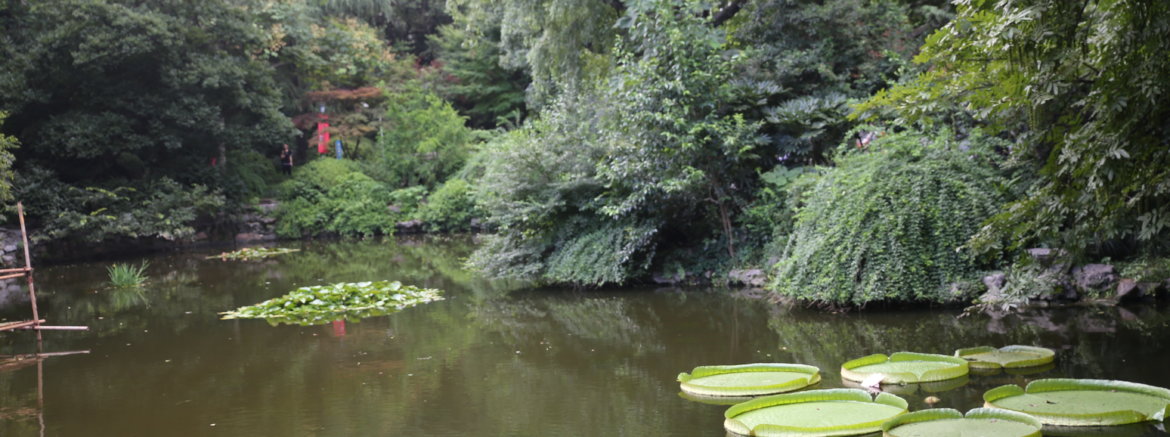 lotus garden