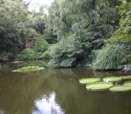 lotus garden