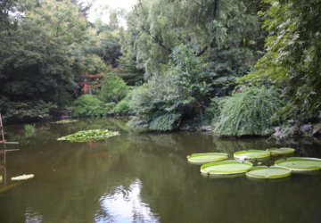 lotus garden