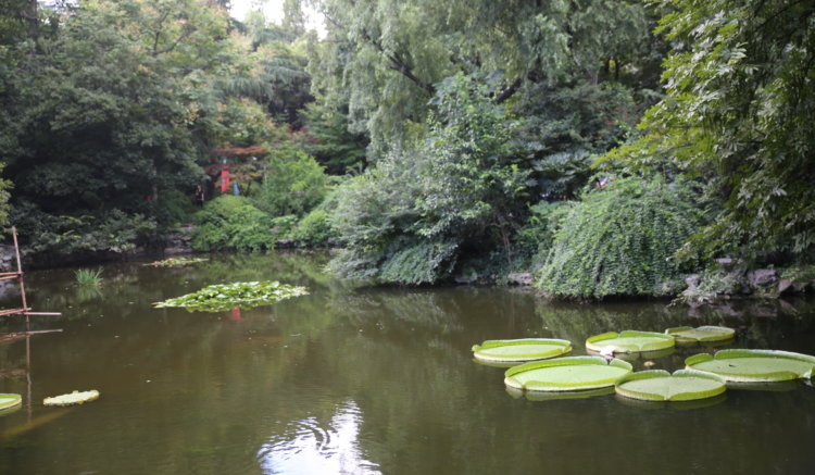 lotus garden